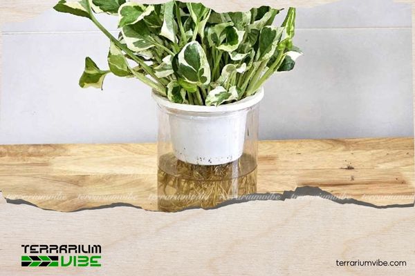 Trầu Bà Cẩm Thạch 5 Cách chăm sóc Trầu Bà Cẩm Thạch trong terrarium