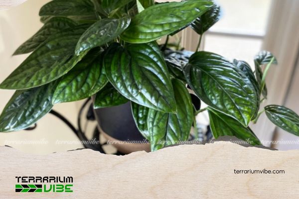 Trầu Bà Hạnh Phúc 4 Loại terrarium phù hợp cho Trầu Bà Hạnh Phúc