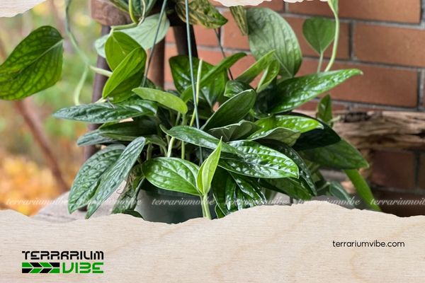 Trầu Bà Hạnh Phúc 5 Cách chăm sóc Trầu Bà Hạnh Phúc trong terrarium