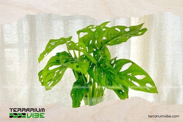 Trầu bà lỗ 2 Môi trường sống của cây trầu bà lỗ