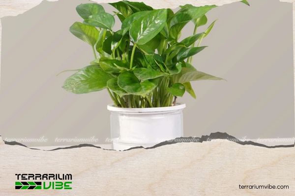 Trầu bà lỗ 3 Đặc điểm của trầu bà lỗ trong terrarium