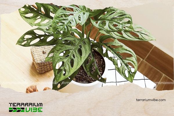 Trầu bà lỗ 4 Mẹo chăm sóc cây trầu bà lỗ trong terrarium