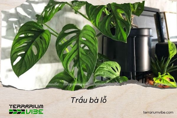 trau-ba-lo Trầu bà lỗ