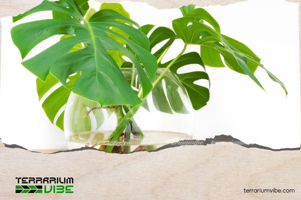 Trầu Bà Nam Mỹ 3 Môi trường sống của Trầu Bà Nam Mỹ