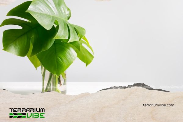 Trầu Bà Nam Mỹ 4 Loại terrarium phù hợp cho Trầu Bà Nam Mỹ