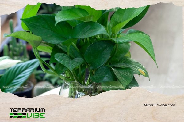 Trầu bà xanh 4 Mẹo chăm sóc cây trầu bà xanh trong terrarium
