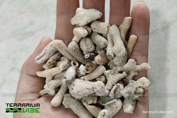 San hô vụn 5 Các bước làm sạch và xử lý san hô vụn dùng trong tiểu cảnh