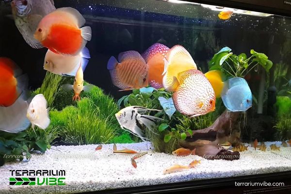 Cá Đĩa 1 Cá Đĩa là loại cá cảnh với sắc màu rực rỡ và nhiều dòng lai độc đáo