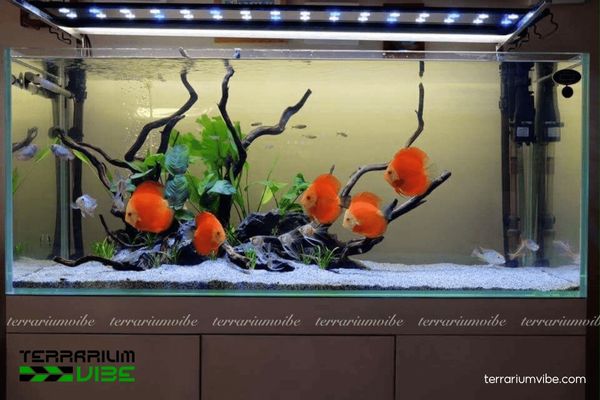 Cá Đĩa 2 Đặc điểm ngoại hình, tập tính sống và sinh sản của cá Đĩa thủy sinh