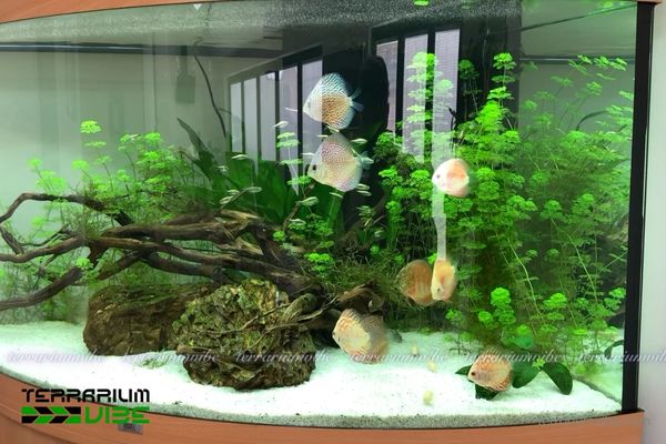 Cá Đĩa 4 Mức giá tham khảo của cá Đĩa trên thị trường