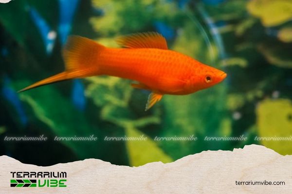 Cá kiếm đỏ 4 Chất lượng nước nuôi cá đuôi kiếm đỏ