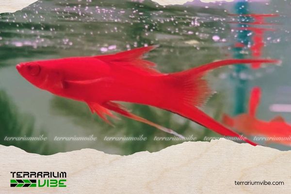 Cá kiếm đỏ 5 Giá của cá kiếm đỏ tham khảo