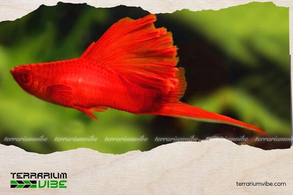 Cá Kiếm Koi 2 Hình dáng và màu sắc của cá kiếm đỏ koi