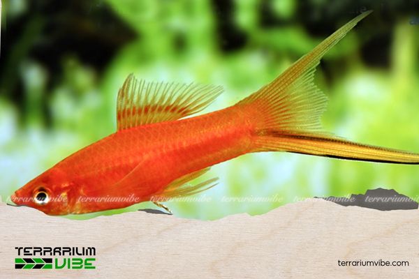 Cá Kiếm Koi 4 Chế độ ăn uống của cá kiếm đỏ koi