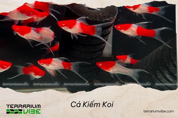 ca-kiem-koi Cá Kiếm Koi