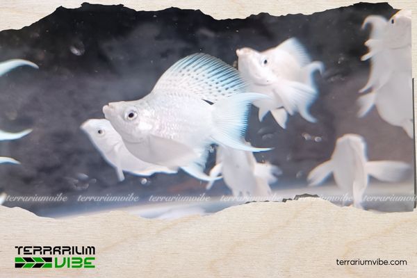 Cá Molly Platinum 1 Thông tin học thuật về Molly Platinum là gì?