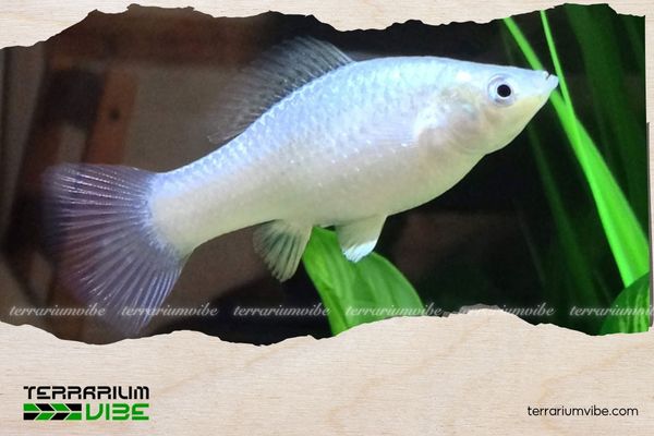 Cá Molly Platinum 5 Giá của cá Molly Platinum tham khảo