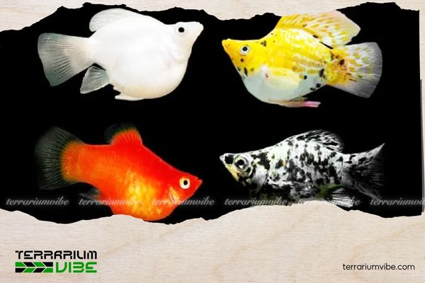 Cá Molly Short 2 Hình dáng và màu sắc của Molly Short