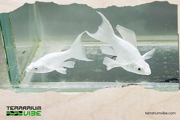 Cá Molly Short 4 Chất lượng nước trong bể nuôi Molly Short