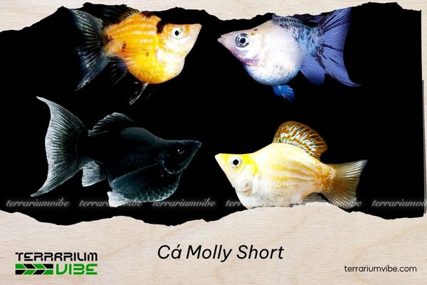 ca-molly-short Cá Molly Short