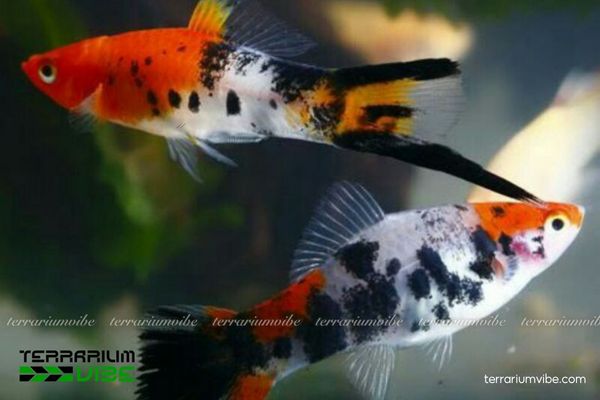 Cá Mún 3 Màu 1 Cá Mún 3 Màu là loài cá cảnh lai tạo với ba sắc màu nổi bật