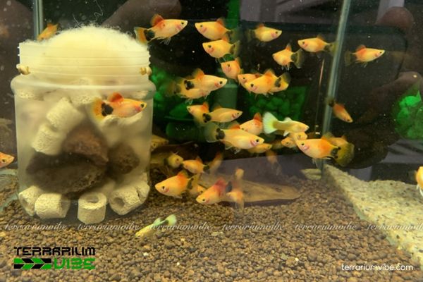 Cá Mún 3 Màu 2 Đặc điểm sinh học và tập tính của loài cá Mún 3 Màu