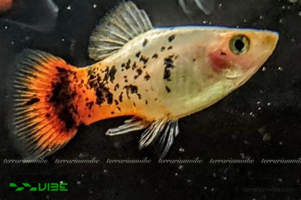 Cá Mún 3 Màu 3 Cần đảm bảo môi trường sống ổn định và cung cấp thức ăn phù hợp