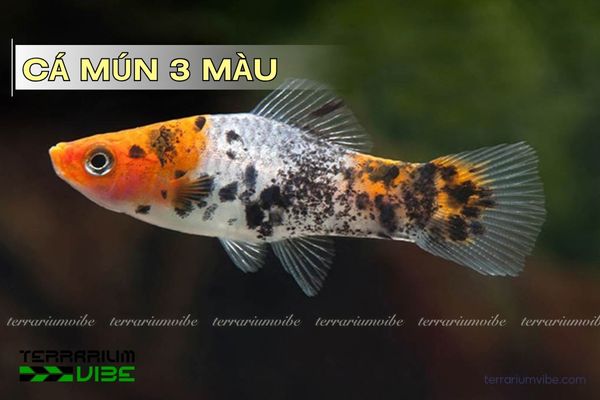 ca-mun-3-mau cá mún 3 màu