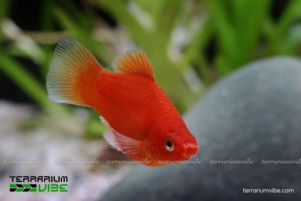 Cá Mún Hạt Lựu 2 Cá Mún Hạt Lựu là loài cá cảnh nhỏ, đẹp, dễ nuôi và sinh sản tốt