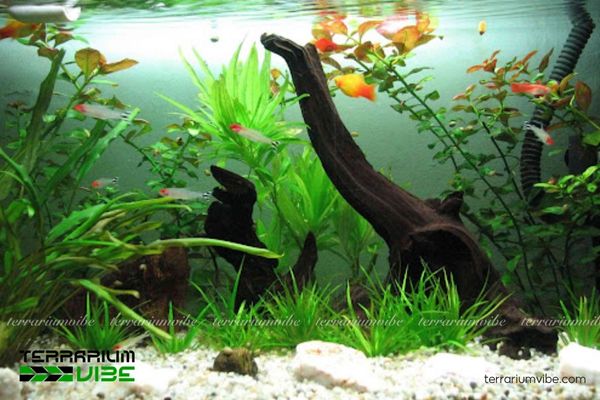 Cá Mún Hạt Lựu 3 Cá Mún Hạt Lựu dễ chăm sóc, yêu cầu bể sạch, môi trường nước ổn định