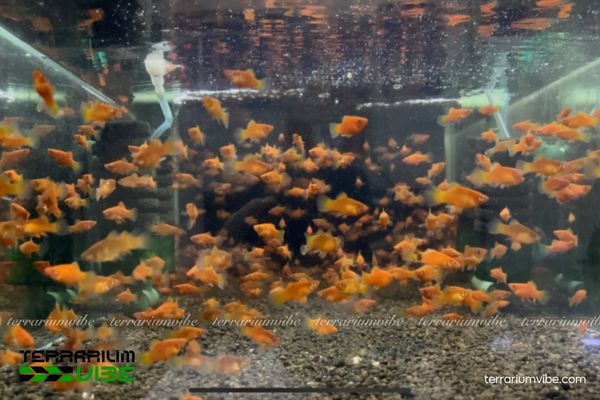 Cá Mún Hạt Lựu 4 Mức giá tham khảo khi mua cá Mún Hạt Lựu