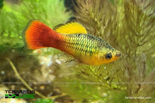 Cá Mún Kim Tiền 1 Cá Mún Kim Tiền thuộc chi Xiphophorus, nổi bật nhờ lai tạo và màu sắc đa dạng