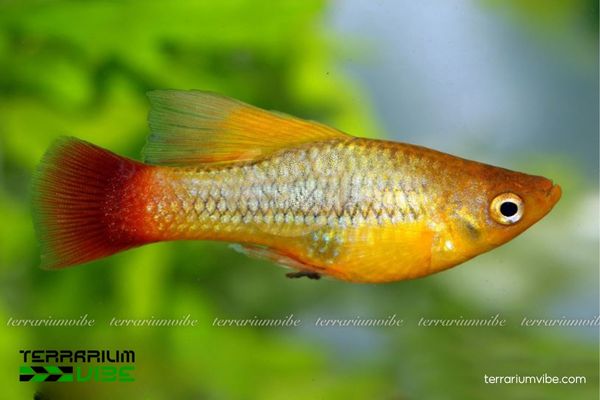 Cá Mún Kim Tiền 2 Cá Mún Kim Tiền có thân hình nhỏ gọn, màu vàng ánh kim rực rỡ