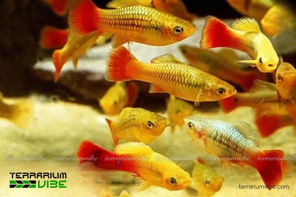 Cá Mún Kim Tiền 3 Điều kiện cơ bản để chăm sóc Mún Kim Tiền trong terrarium