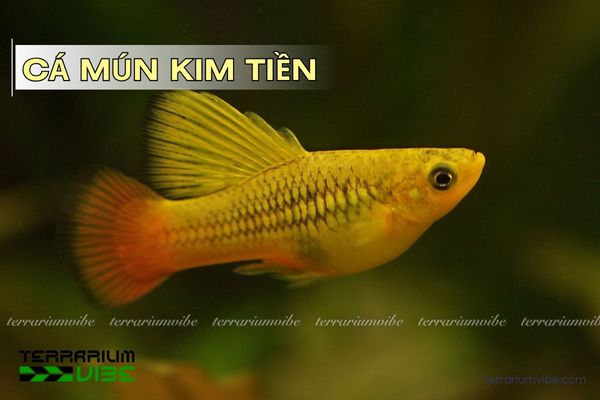 ca-mun-kim-tien Cá Mún Kim Tiền