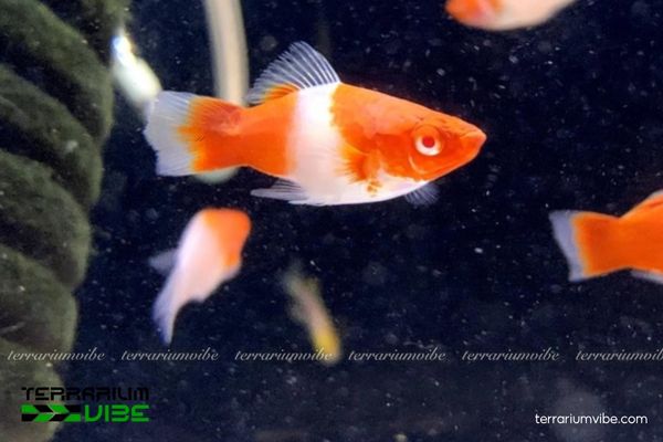 Cá Mún Koi 2 Đặc điểm ngoại hình và tập tính sống của cá cảnh Mún Koi