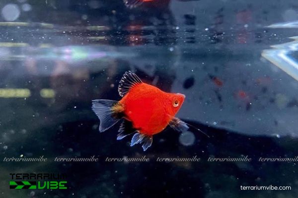 Cá Mún Lửa 1 Cá Mún Lửa là loại cá cảnh rực rỡ với sắc đỏ bắt mắt và đặc tính sinh học