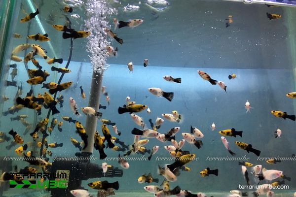 Cá Mún Panda 3 Cách thiết lập môi trường sống và phòng bệnh cơ bản cho cá Mún Panda