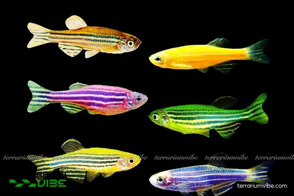 Cá Sọc Ngựa Cánh Tiên 1 Cá Sọc Ngựa Cánh Tiên là loại cá cảnh vây dài, một biến thể của cá Sọc Ngựa