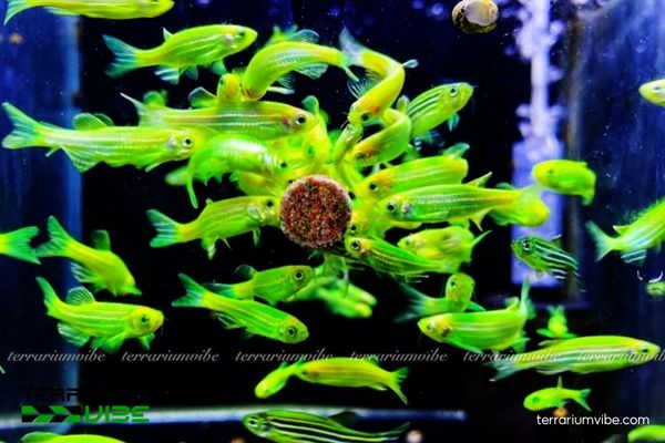 Cá Sọc Ngựa Cánh Tiên 2 Cá Sọc Ngựa Cánh Tiên có vây dài đẹp mắt, sống bầy đàn và dễ nuôi