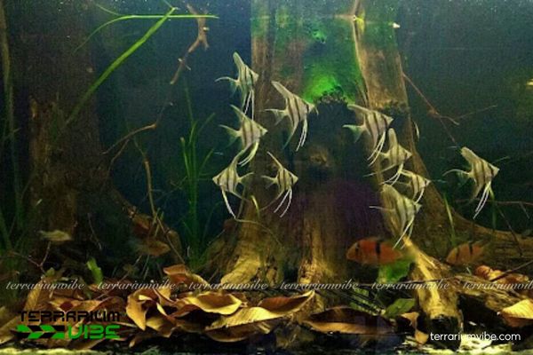 Cá Thần Tiên Ai Cập 1 Tìm hiểu về cá Thần Tiên Ai Cập là loài cá cảnh nước ngọt độc đáo