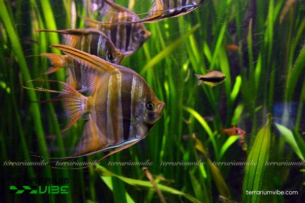 Cá Thần Tiên Ai Cập 2 Cá Thần Tiên Ai Cập nổi bật với vẻ đẹp quý phái và tập tính sinh học thú vị