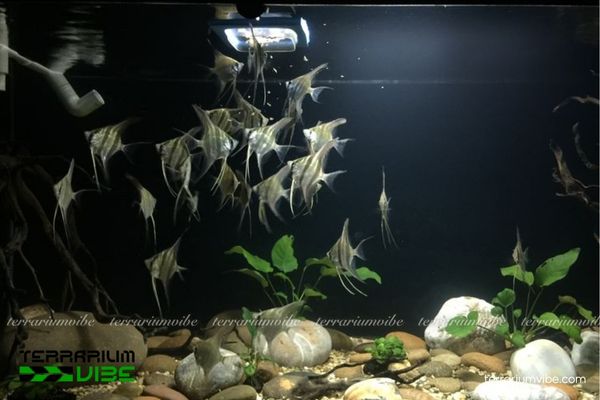 Cá Thần Tiên Ai Cập 3 Điều kiện cơ bản cần biết để chăm sóc cá Thần Tiên Ai thủy sinh