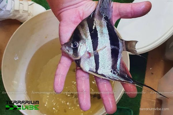 Cá Thần Tiên Ai Cập 4 Mức giá tham khảo trên thị trường về cá Thần Tiên Ai Cập