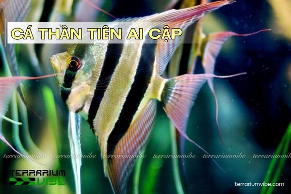 ca-than-tien-ai-cap Cá Thần Tiên Ai Cập