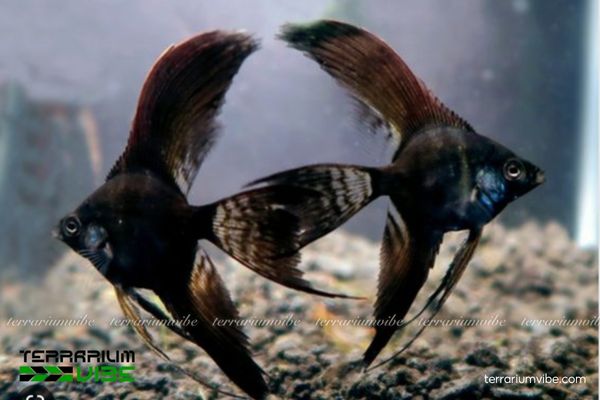 Cá Thần Tiên Đen 1 Cá Thần Tiên Đen là loài cá nước ngọt độc đáo, đẹp huyền bí