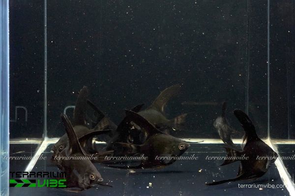 Cá Thần Tiên Đen 4 Mức giá tham khảo của cá Thần Tiên trên thị trường