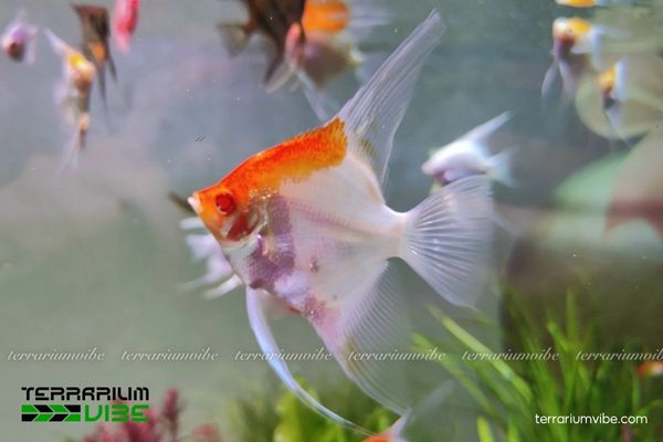 Cá Thần Tiên Koi 1 Cá Thần Tiên Koi là loại cá thủy sinh lai tạo độc đáo, đa màu sắc