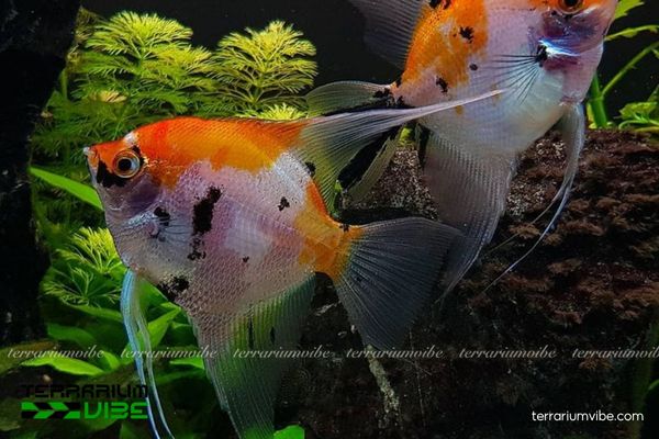 Cá Thần Tiên Koi 2 Tìm hiểu đặc điểm hình dáng và tập tính sinh trưởng của cá Thần Tiên Koi