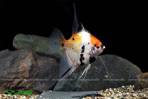 Cá Thần Tiên Koi 3 Cá Thần Tiên Koi khỏe mạnh nhờ bể sạch, nước êm và chế độ ăn phù hợp